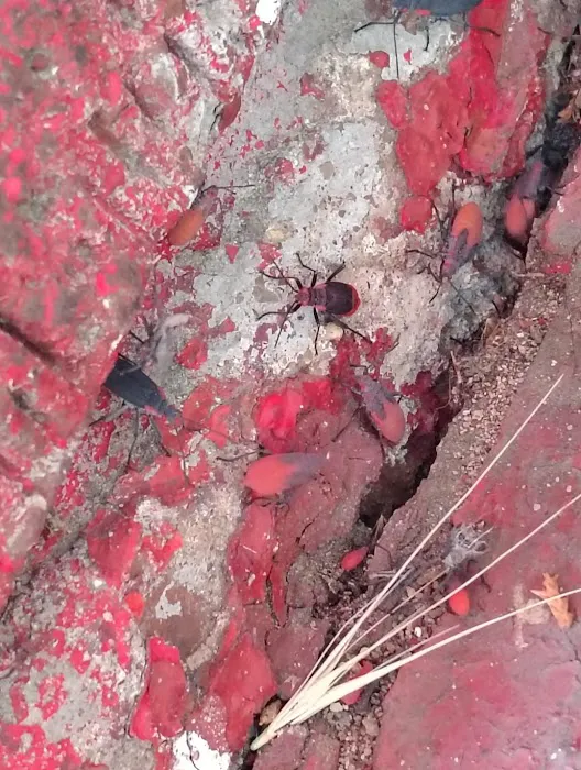 Exterminating Everything Pest Control Picture 3