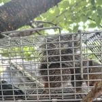 Exterminating Everything Pest Control
