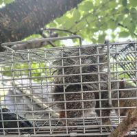 Exterminating Everything Pest Control ico