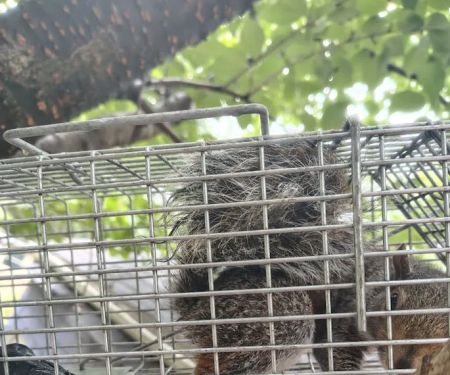 Exterminating Everything Pest Control