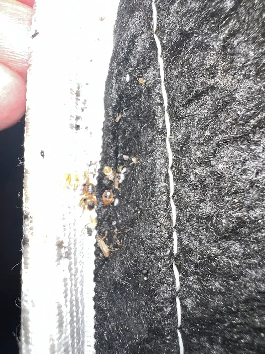A1 Bed Bug Exterminator NYC Picture 1