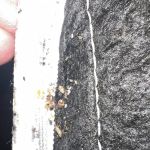 A1 Bed Bug Exterminator NYC