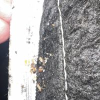 A1 Bed Bug Exterminator NYC ico