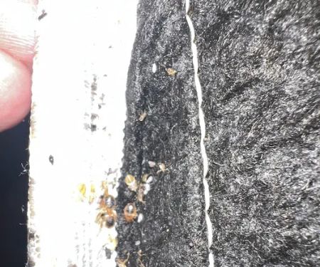 A1 Bed Bug Exterminator NYC