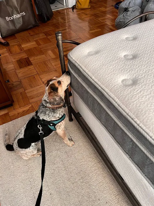 Discreet Bed Bug Inspections Picture 8