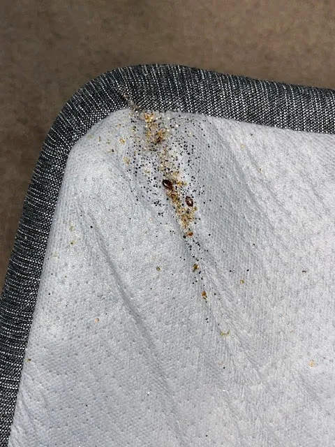 Discreet Bed Bug Inspections Picture 4