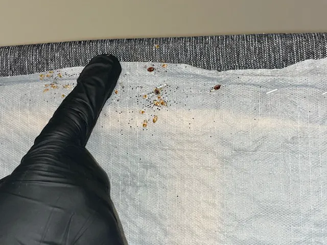 Discreet Bed Bug Inspections Picture 5