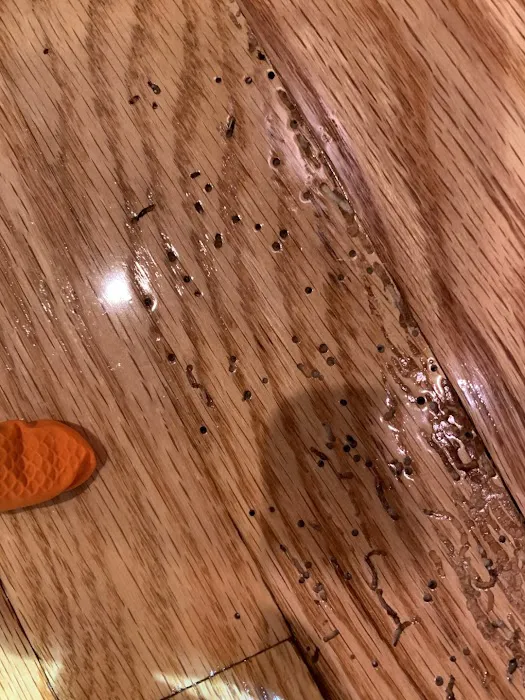 Clearview Pest Control & Exterminator Services Picture 3