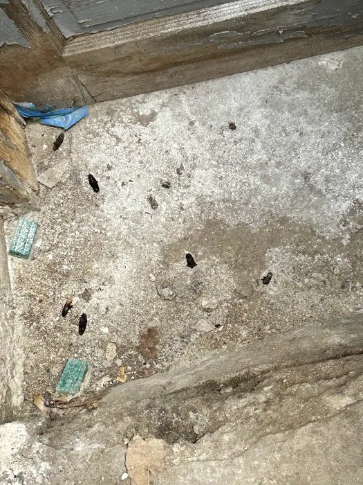 Clearview Pest Control & Exterminator Services Picture 8