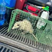 Clearview Pest Control & Exterminator Services ico