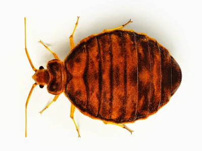 Paramount Exterminating Picture 8