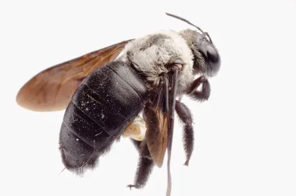 Paramount Exterminating Picture 7