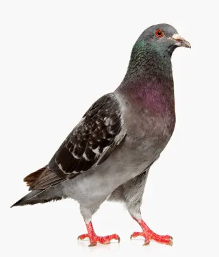 Paramount Exterminating Picture 1