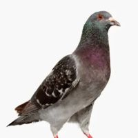 Paramount Exterminating ico