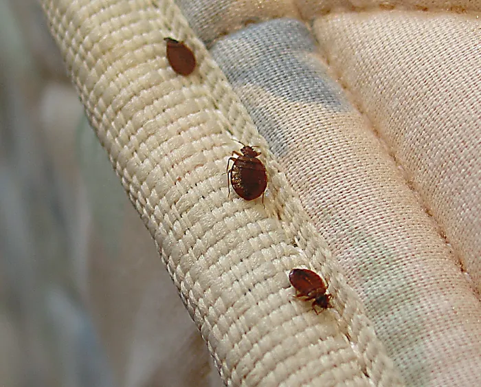 HIBBERT EXTERMINATING | Bed-Stuy Pest Control | Exterminator Brooklyn Picture 6