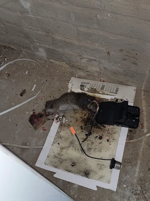 HIBBERT EXTERMINATING | Bed-Stuy Pest Control | Exterminator Brooklyn Picture 5