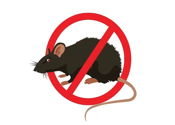 HIBBERT EXTERMINATING | Bed-Stuy Pest Control | Exterminator Brooklyn Picture 3