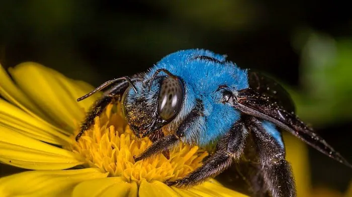 Pest B Gone Picture 1