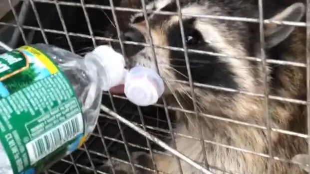 Victory Wildlife and Pest Removal Picture 2