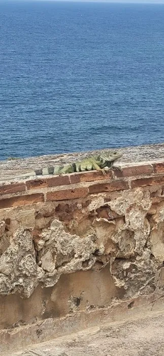 Victory Wildlife and Pest Removal Picture 3