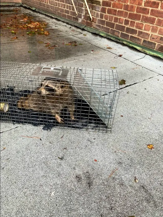 Victory Wildlife and Pest Removal Picture 4