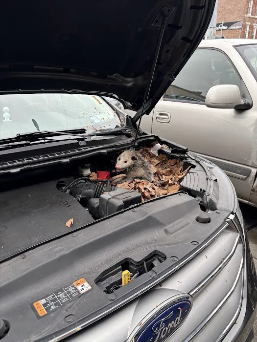 Victory Wildlife and Pest Removal Picture 8