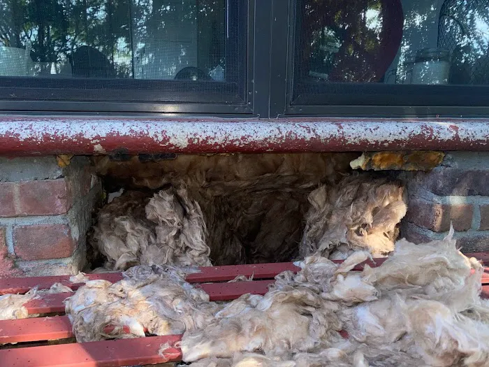 Victory Wildlife and Pest Removal Picture 9