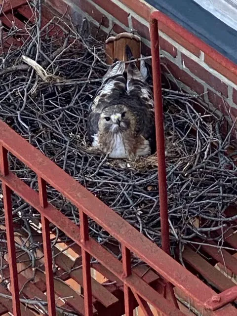 Victory Wildlife and Pest Removal Picture 5