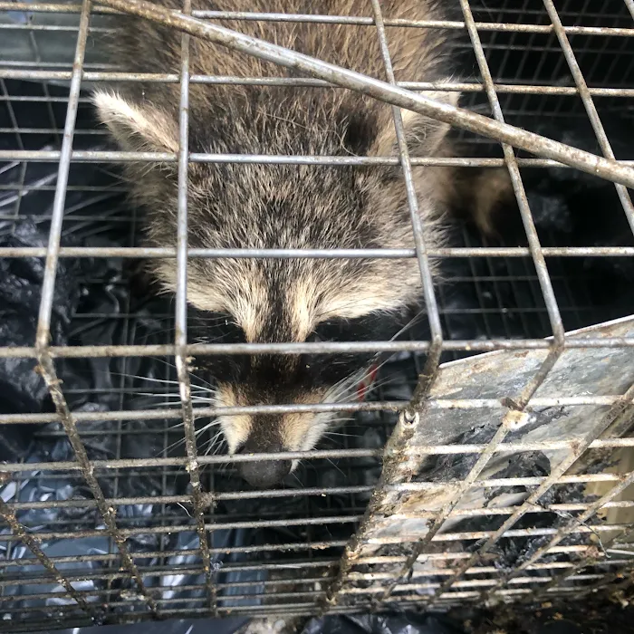 Victory Wildlife and Pest Removal Picture 10