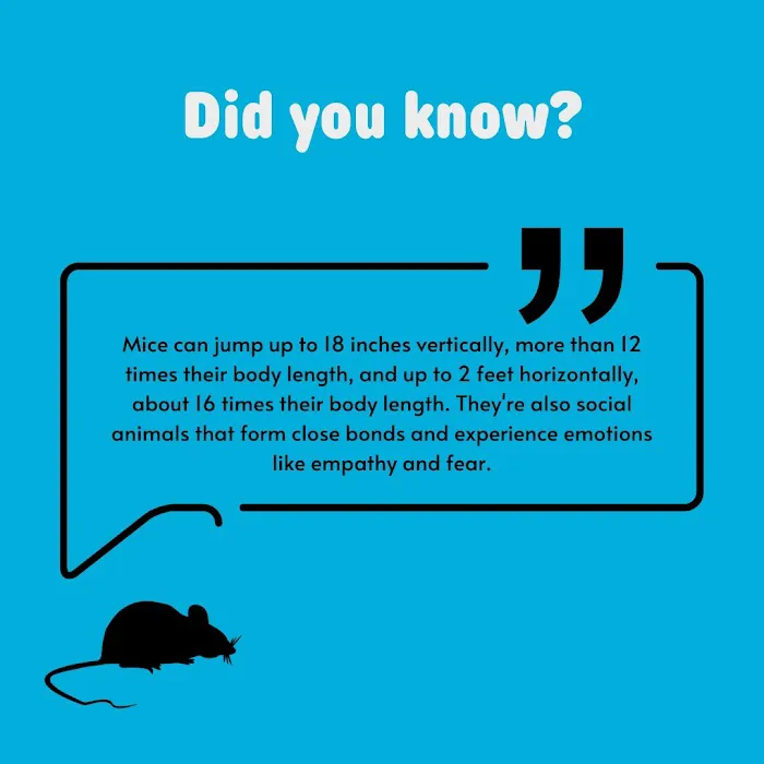 Pied Piper Pest Control Picture 8