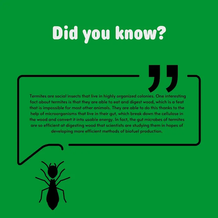 Pied Piper Pest Control Picture 2