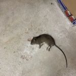 JW Pest Control LLC