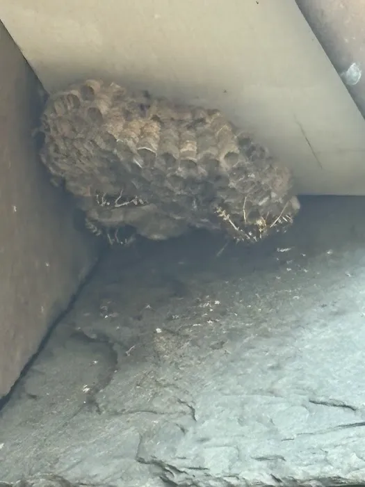 JW Pest Control LLC Picture 3