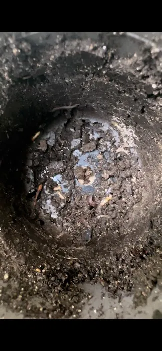 JW Pest Control LLC Picture 5