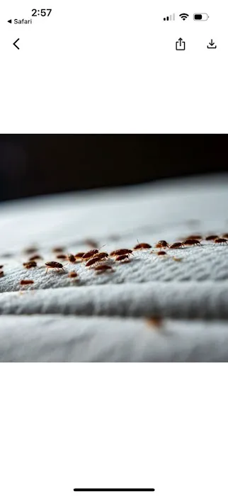 EZ Bed Bug Exterminator Brooklyn Picture 9