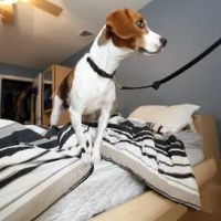 EZ Bed Bug Exterminator Brooklyn ico