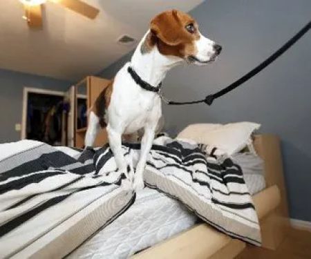 EZ Bed Bug Exterminator Brooklyn