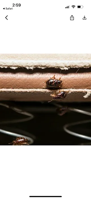 EZ Bed Bug Exterminator Brooklyn Picture 7