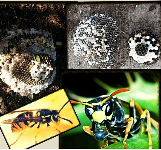 A-Expert Extermination & Termite Control Co., Inc. Picture 10