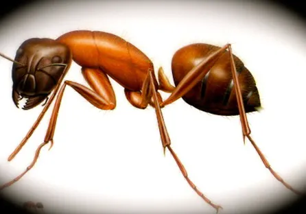 A-Expert Extermination & Termite Control Co., Inc. Picture 2