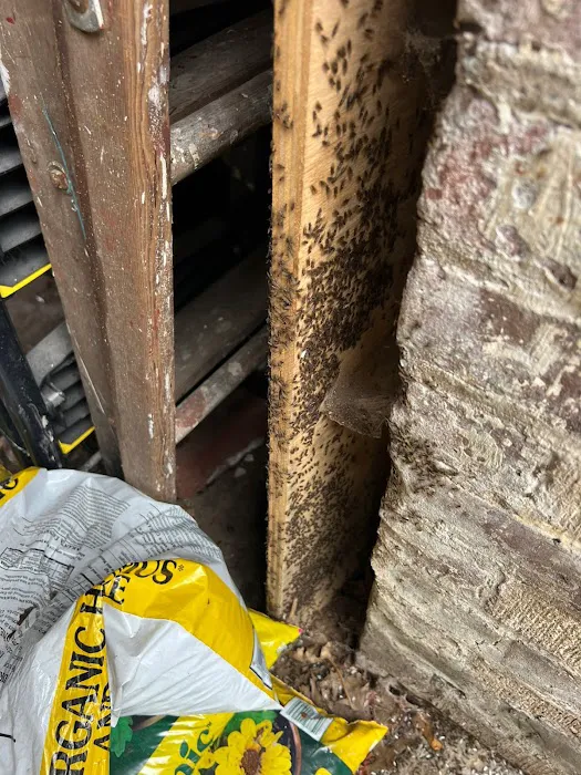 Beyond Pest Control Picture 9