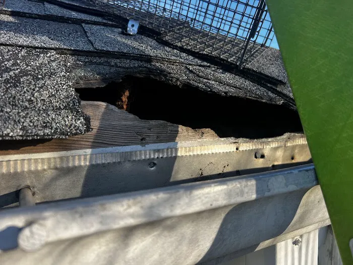 800-Raccoon Pest & Wildlife Control Picture 7