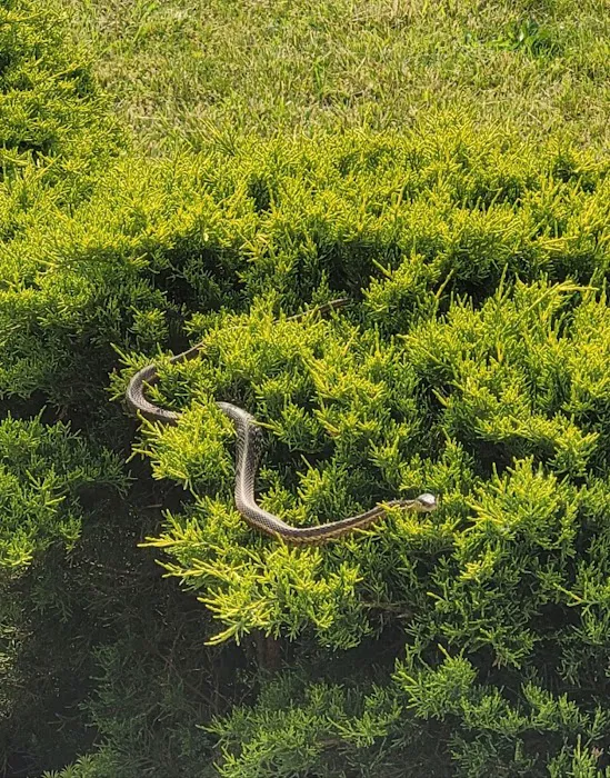 800-Raccoon Pest & Wildlife Control Picture 8