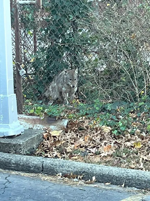 800-Raccoon Pest & Wildlife Control Picture 6
