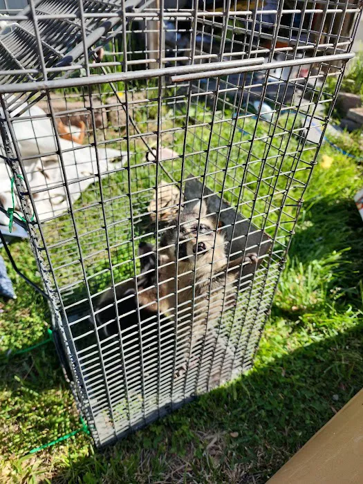 800-Raccoon Pest & Wildlife Control Picture 10