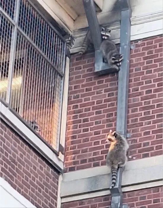 800-Raccoon Pest & Wildlife Control Picture 9