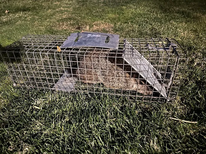 800-Raccoon Pest & Wildlife Control Picture 3