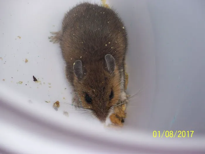 Rat Control of New York Picture 1