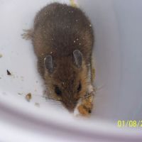 Rat Control of New York ico