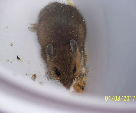 Rat Control of New York